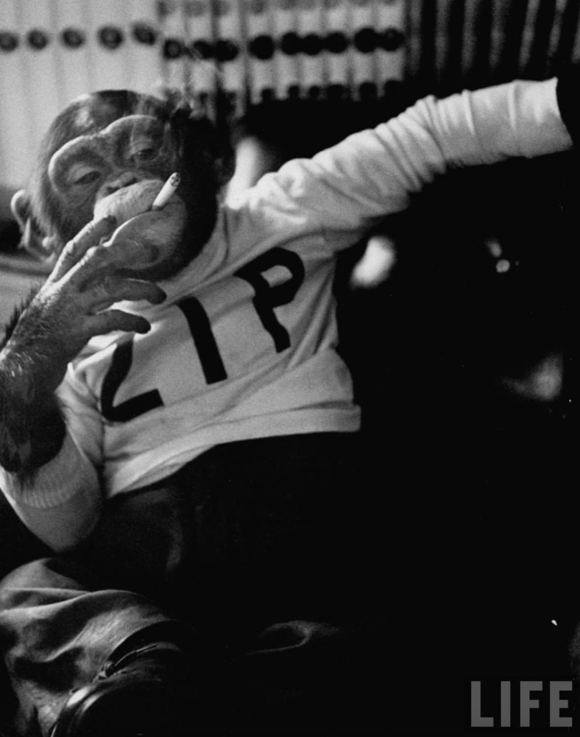 smoking chimp zip - Ip Life